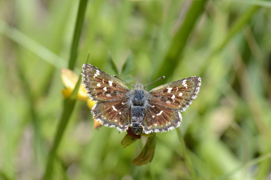 Spialia sertorius? - Spialia sertorius